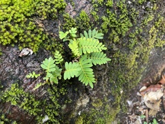 Pleopeltis polypodioides