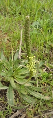 Plantago serraria