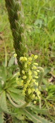 Plantago serraria