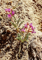 Astragalus nothoxys