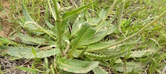 Plantago serraria