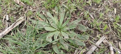 Plantago serraria