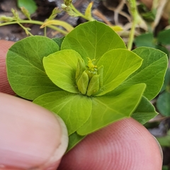 Euphorbia helioscopia image