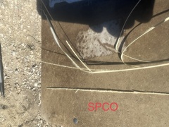 Sporobolus contractus