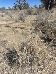 Sporobolus contractus