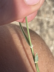 Sporobolus contractus