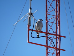 Buteo plagiatus
