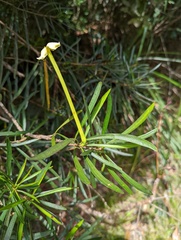 Brunfelsia densifolia