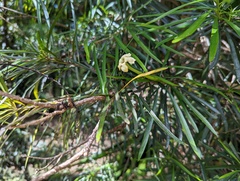 Brunfelsia densifolia
