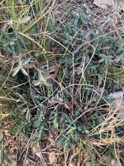 Euphorbia fragifera
