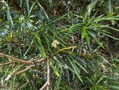 Brunfelsia densifolia