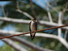 Stelgidopteryx serripennis ridgwayi
