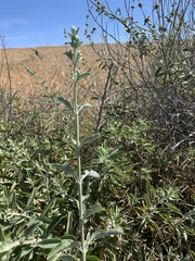 Salvia apiana × mellifera