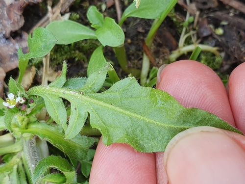 Capsella bursa-pastoris subsp. rubella image