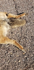 Canis latrans