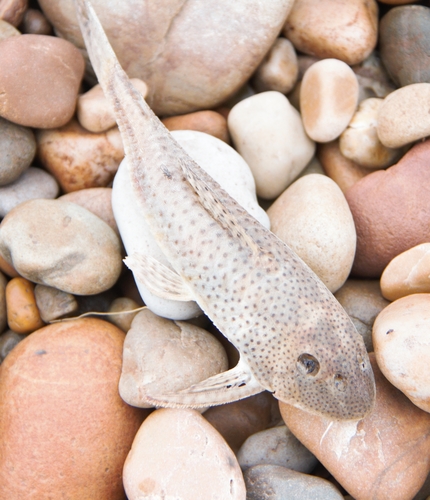 Plain whiptail catfish (Aphanotorulus unicolor) — Loricariidae