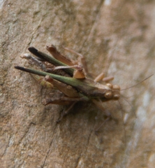 Scaria
