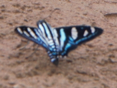 Jemadia