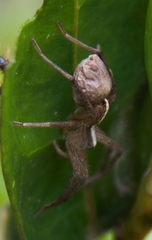 Neoctenus