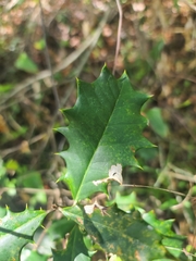 Ilex opaca image