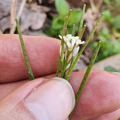 Cardamine hirsuta image