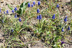 Muscari neglectum