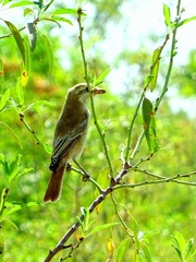 Lanius phoenicuroides