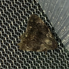 Aquis viridisquama