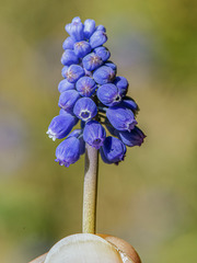 Muscari neglectum