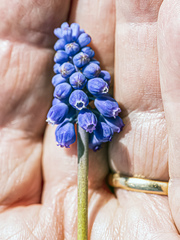 Muscari neglectum