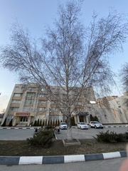 Betula pendula