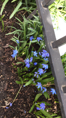 Scilla siberica