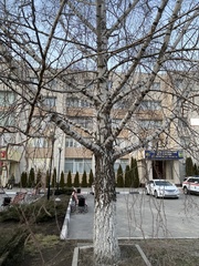 Betula pendula