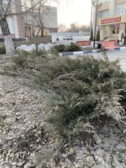 Juniperus