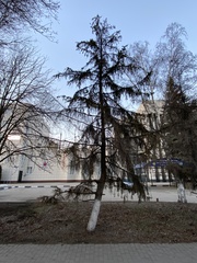 Picea