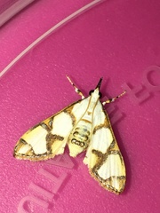 Cirrhochrista kosemponialis