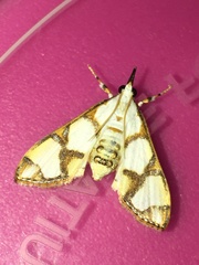 Cirrhochrista kosemponialis