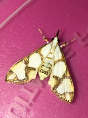 Cirrhochrista kosemponialis
