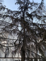 Picea