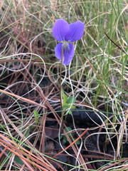 Viola septemloba