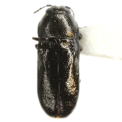 Mastogenius crenulatus