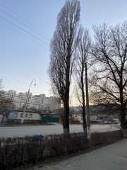 Populus