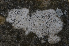 Diplotomma alboatrum