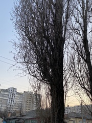 Populus