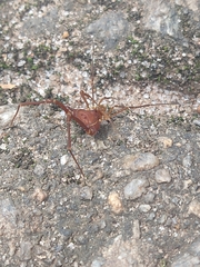 Krateromaspis dilatata