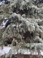 Picea