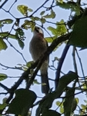 Garrulus glandarius cervicalis
