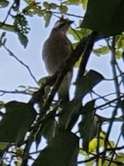 Garrulus glandarius cervicalis
