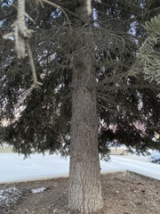 Picea