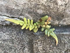 Pteris vittata